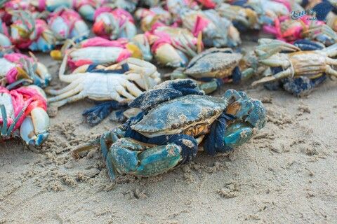 🏝 TRẢI NGHIỆM ĐỜI SỐNG ĐẶC SẮC CỦA NGƯỜI LÀNG CHÀI HẢI TIẾN NGAY TẠI EUREKA